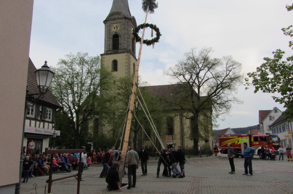 fzmaibaum40.jpg